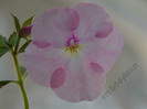 achimenes Harecroft
