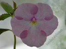 achimenes Harecroft