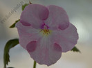 achimenes Harecroft