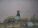 ALBASTRU 03,ORIGINAL BURCA IONUT