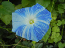 Ipomoea Flying Saucers (2012, Sep.29)