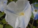 Ipomoea Flying Saucers (2012, Sep.30)