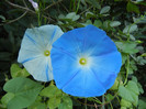 Ipomoea Flying Saucers (2012, Oct.01)