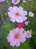 Cosmos bipinnatus (2012, Sep.29)