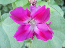 Double Pink Morning Glory (2012, Sep.27)