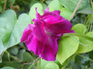 Double Pink Morning Glory (2012, Sep.27)