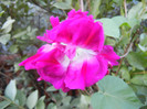 Double Pink Morning Glory (2012, Sep.27)