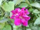 Double Pink Morning Glory (2012, Sep.28)