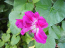 Double Pink Morning Glory (2012, Sep.28)