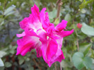 Double Pink Morning Glory (2012, Sep.30)