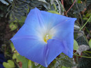 Blue Morning Glory (2012, Sep.29)