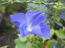 Blue Morning Glory (2012, Sep.30)