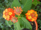 Lantana camara (2012, Sep.30)