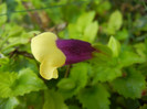 Torenia Gilded Grape (2012, Sep.30)