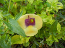 Torenia Gilded Grape (2012, Sep.30)