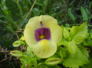 Torenia Gilded Grape (2012, Sep.30)