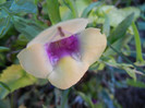 Torenia Gilded Grape (2012, Oct.01)