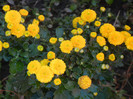 Yellow Chrysanthemum (2012, Oct.01)