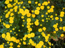 Yellow Chrysanthemum (2012, Oct.01)