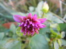 Light Purple dahlia (2012, October 01)