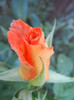 Rose Monica (2012, September 28)