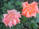 Rose Monica (2012, September 28)