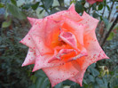 Rose Monica (2012, September 28)