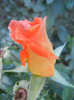 Rose Monica (2012, September 29)