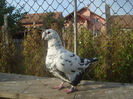 DSC06635