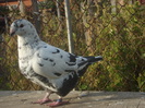 DSC06636