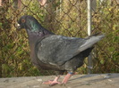 DSC06639