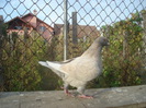 DSC06654
