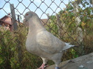 DSC06660