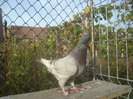DSC06667