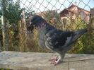 DSC06681