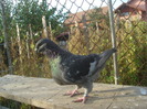 DSC06685