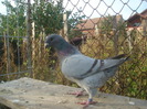 DSC06688