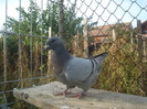DSC06690