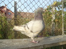 DSC06696