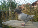 DSC06698