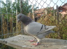 DSC06699