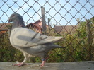 DSC06701