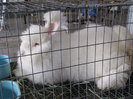 Angora German