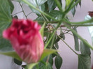 2012-07-16 20.17.30