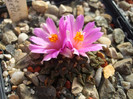 DSCF3043