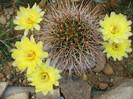 DSCF3139