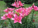 FLORI