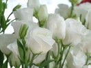 FLORI