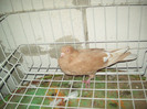 f 2011