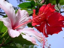 FLORI